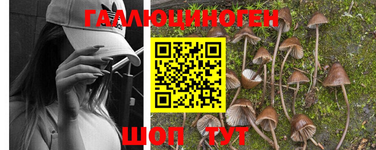 Псилоцибиновые грибы Psilocybine cubensis  Галлюциногенные грибы MAGIC MUSHROOMS  Минусинск  Вход с VPN 